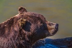 0644-kodiak bear