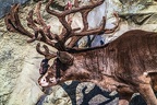 0689-reindeer