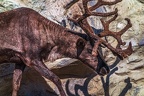 0696-reindeer