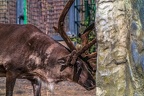 0705-reindeer