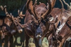 0711-reindeer