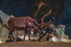 0753-reindeer