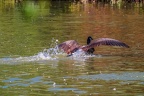 0827-goose