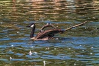 0857-goose