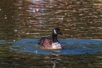 0858-goose