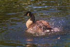 0874-goose