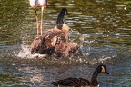 0918-goose