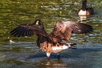 0942-goose