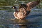 0977-goose
