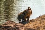 1021-baboon