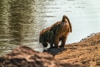 1022-baboon