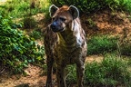 1049-spotted hyena
