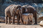 0102-asian elephant