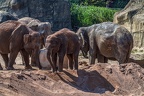 0137-asian elephant