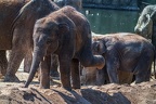 0170-asian elephant