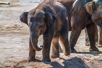 0204-asian elephant