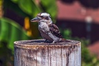 0264-air show - laughing hans kookaburra