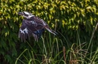 0284-air show - laughing hans kookaburra