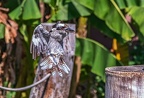 0292-air show - laughing hans kookaburra