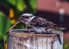 0349-air show - laughing hans kookaburra
