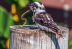 0364-air show - laughing hans kookaburra