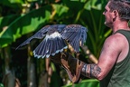 0383-air show - buzzard