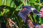 0394-air show - buzzard