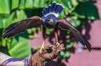 0407-air show - buzzard