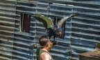 0445-air show - harpyry