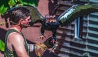0495-air show - harpyry