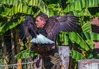 0545-air show - bald eagle