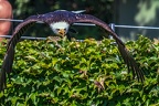 0560-air show - bald eagle