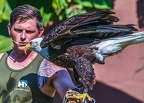 0573-air show - bald eagle