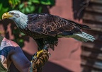 0580-air show - bald eagle