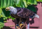 0589-air show - bald eagle