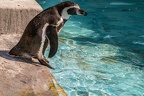 0713-humboldt penguin