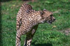 0068-all-weather zoo munster-gepard