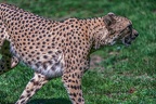 0070-all-weather zoo munster-gepard