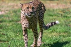 0093-all-weather zoo munster-gepard