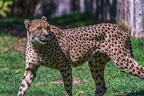 0119-all-weather zoo munster-gepard