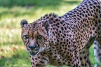 0151-all-weather zoo munster-gepard