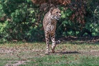 0160-all-weather zoo munster-gepard