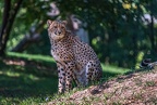0175-all-weather zoo munster-gepard