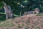 0180-all-weather zoo munster-gepard