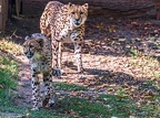 0189-all-weather zoo munster-gepard