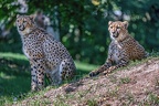 0217-all-weather zoo munster-gepard