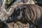 0248-all-weather zoo munster-warthog