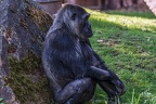 0266-all-weather zoo munster-western flatland gorilla
