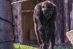 0276-all-weather zoo munster-western flatland gorilla