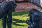 0283-all-weather zoo munster-western flatland gorilla